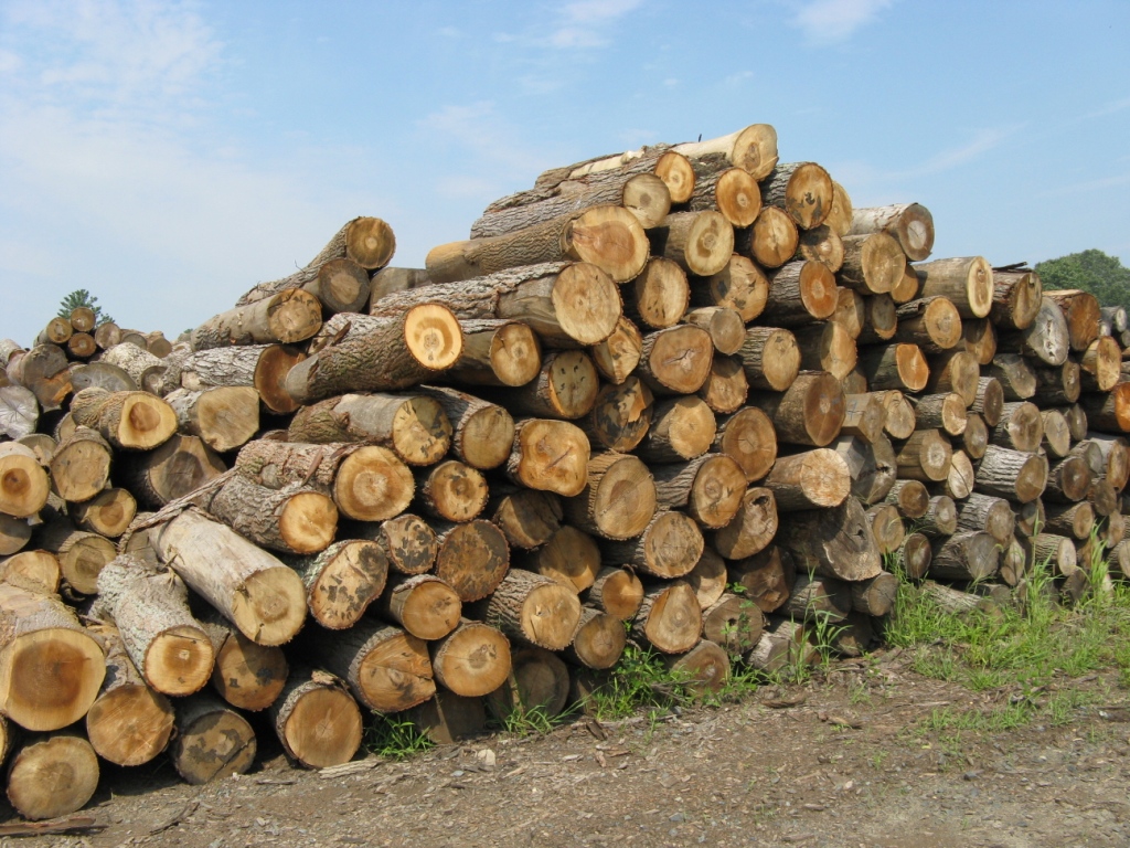 Hard wood logs