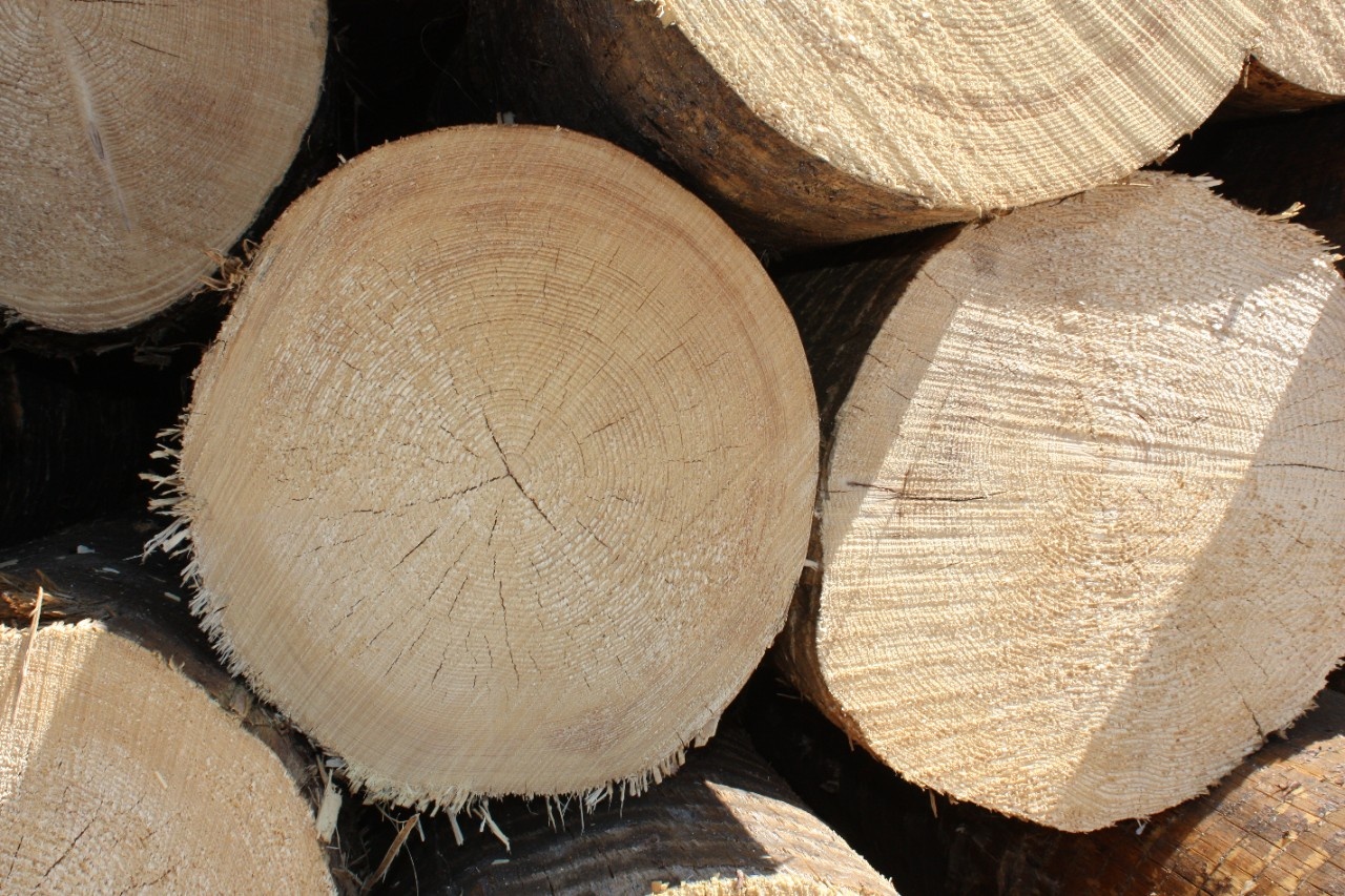 Softwood logs