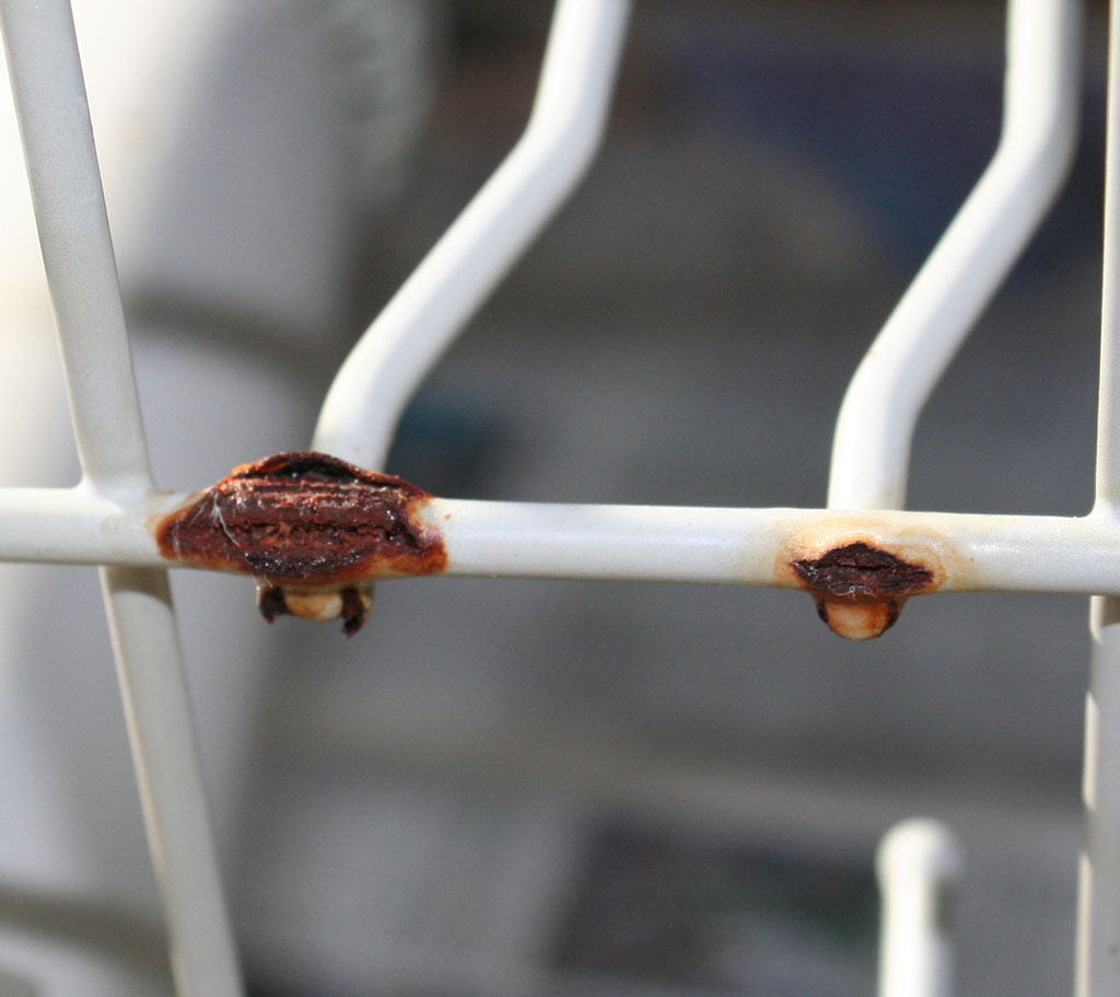 Rust in Your Dishwasher? It May Be Time to Replace It!